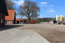 farm yard-dairy farm-cows