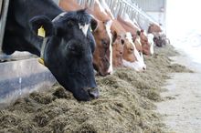 cows-eating-rations-mixed